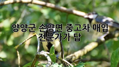 양양군 손양면 중고차 매입, 전문가가 답! 🚗💨